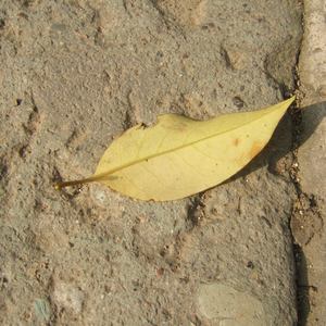 roblox大胸美女被❌网站
